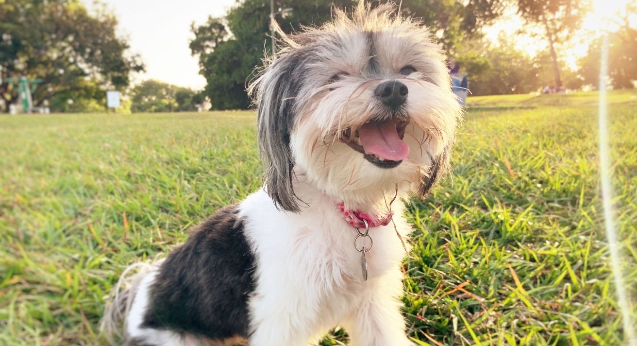 A healthy 2022 with your dog!