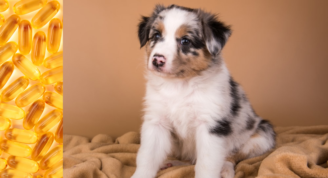 Are Omegas Good For Puppies?