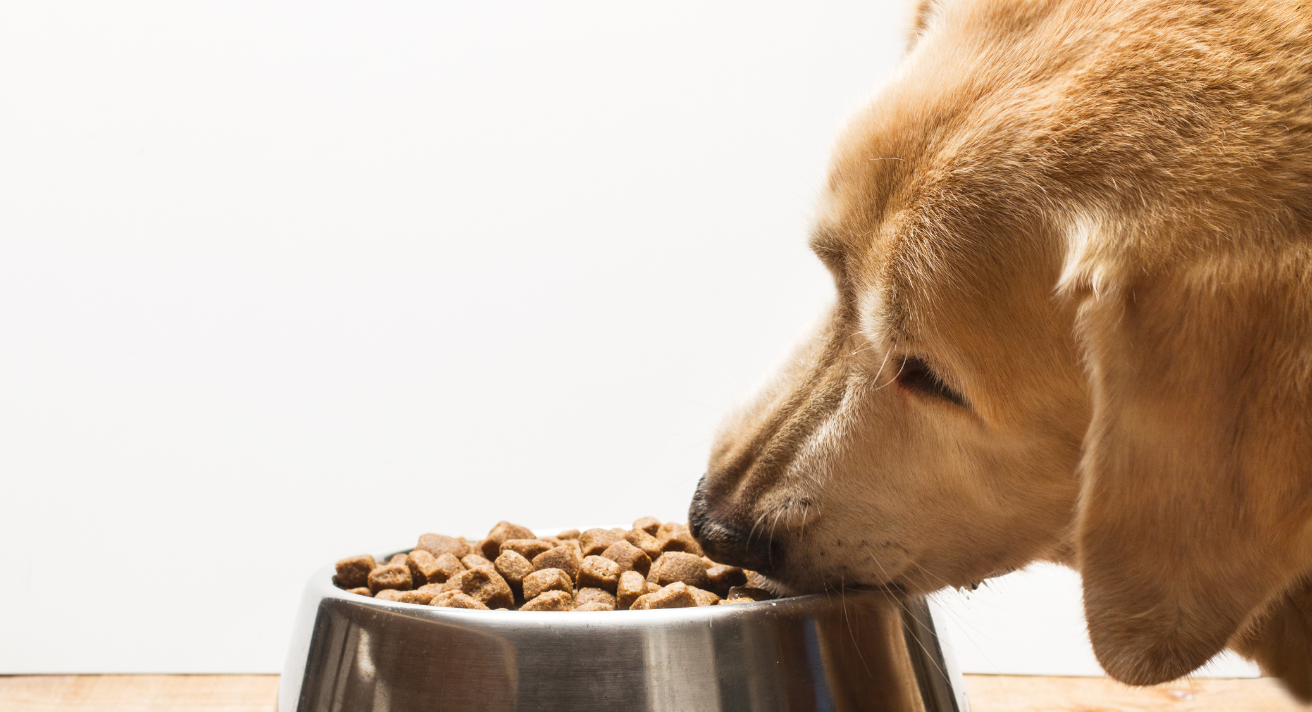 Best Food for Senior Dogs: What Your Aging Dog Really Needs to Stay Healthy