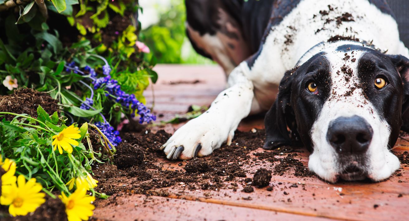 Dogs trust poisonous store plants