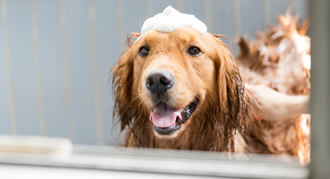 Essential Spring Grooming Tips for Your Dog