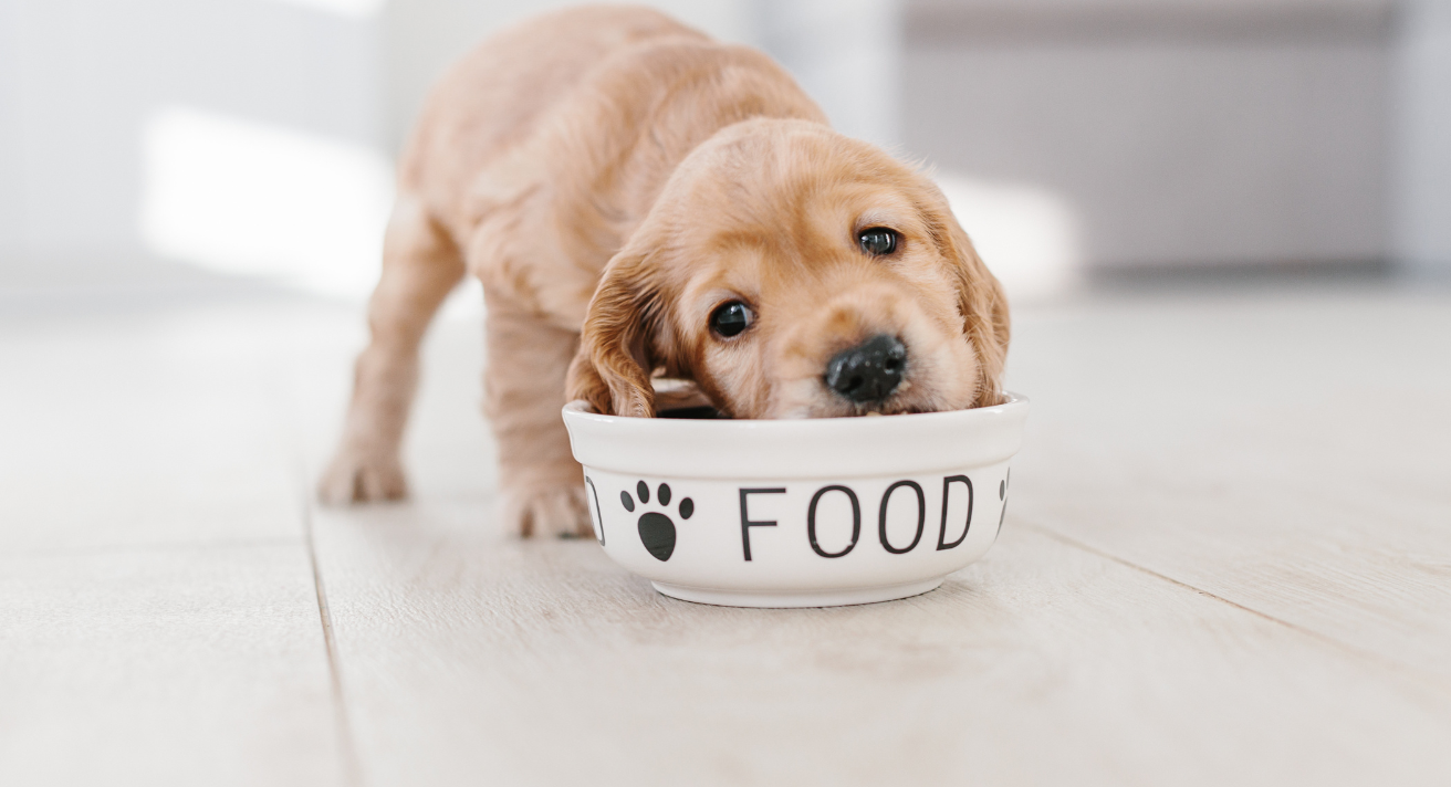 How to Choose the Right Pet Food for Allergies and Sensitivities