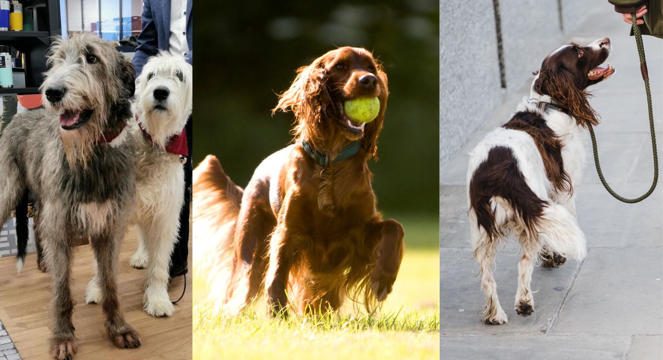 Celebrating the Dogs of Ireland