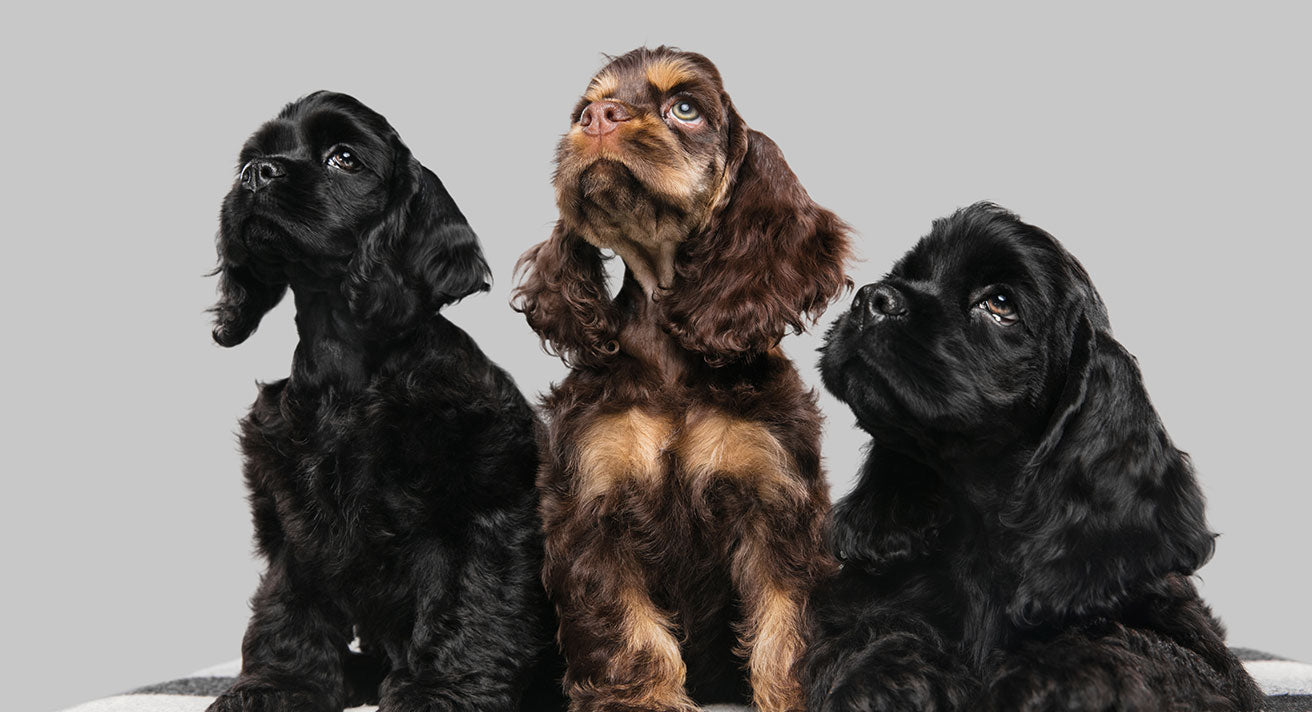 Does My Puppy Need Dog Friends?