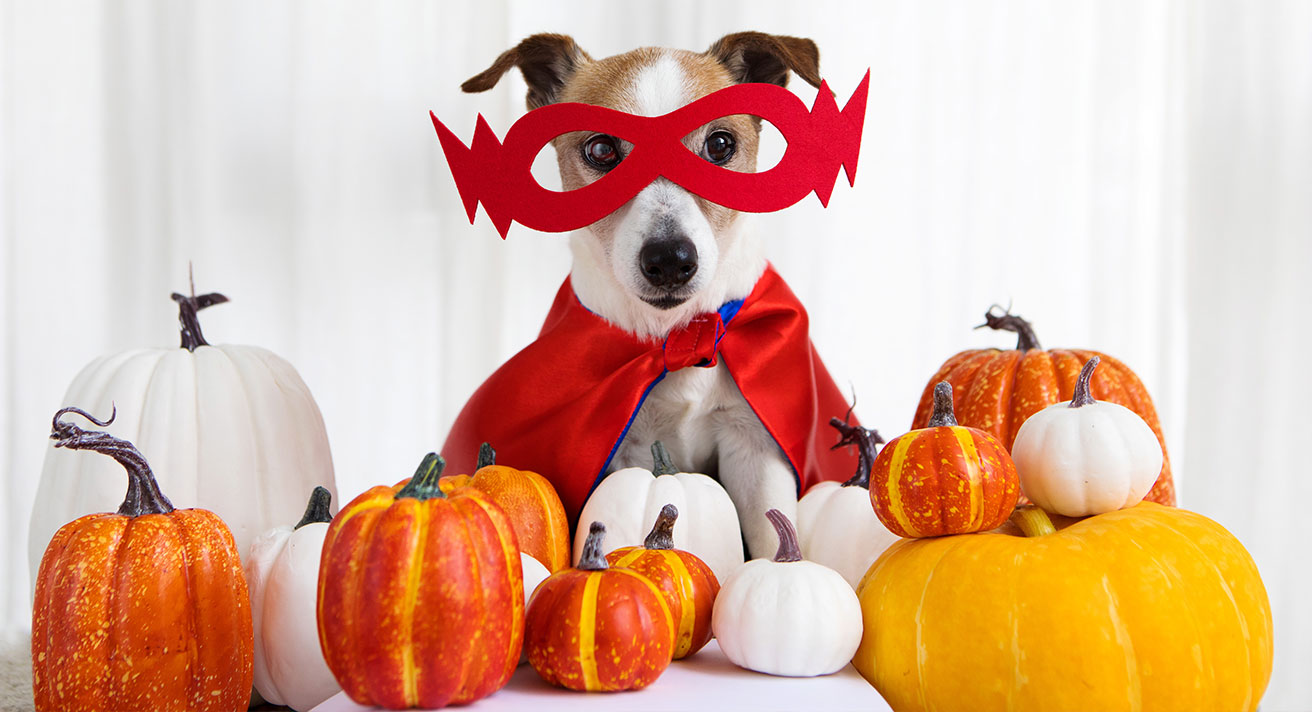 Fearsome and frightening Halloween