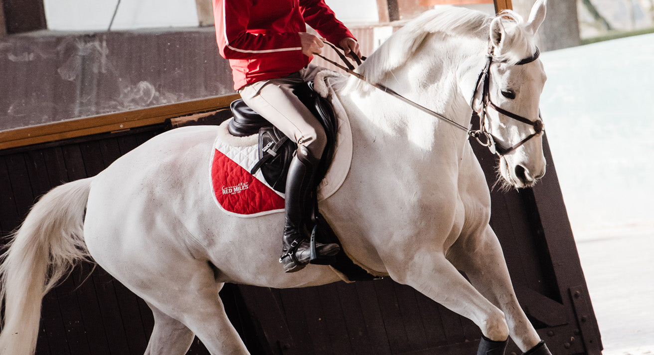 Feeding the Competition Horse