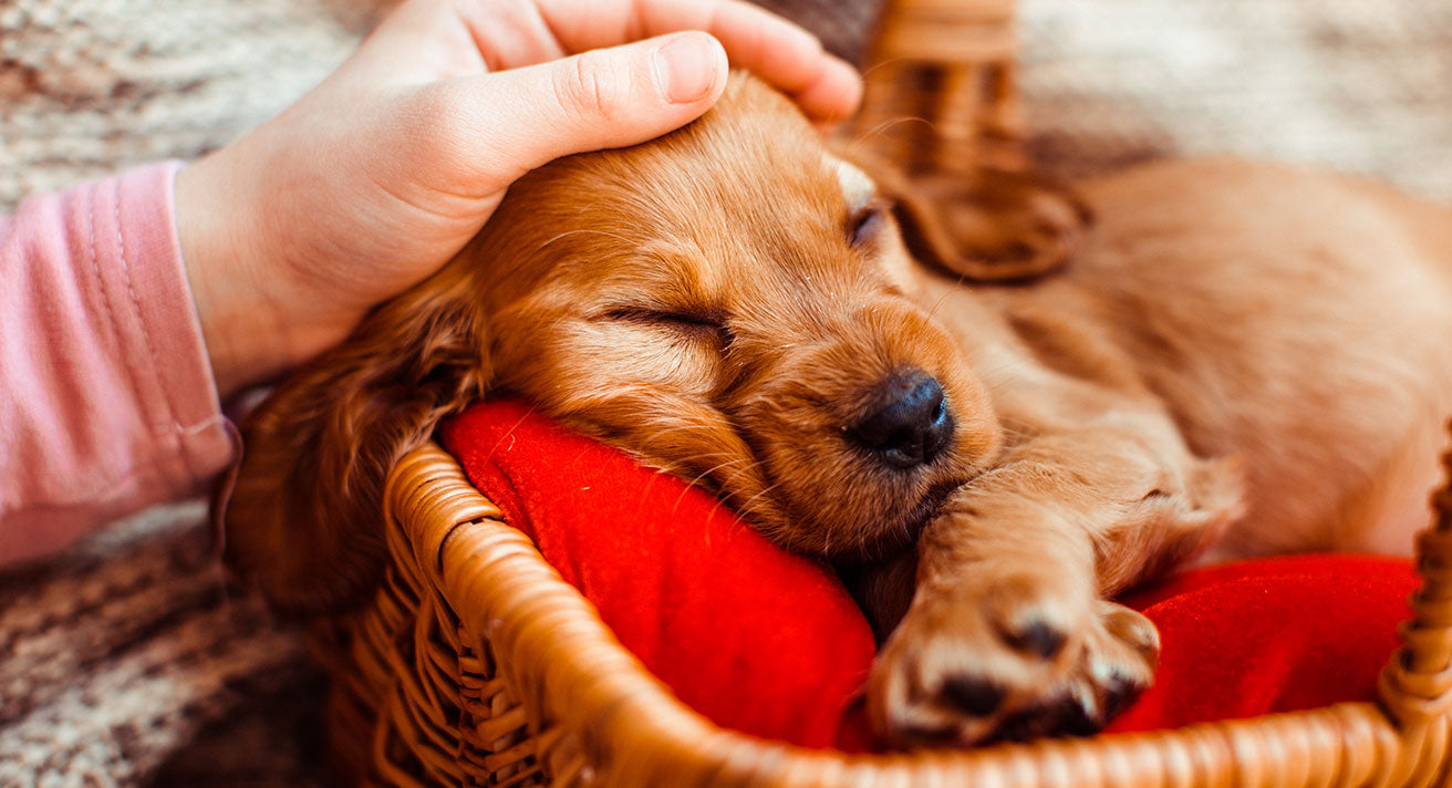 How Much Should My Puppy Be Sleeping?