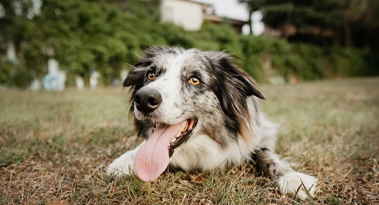 How to Avoid Heatstroke in a Dog by Suzy Whyte