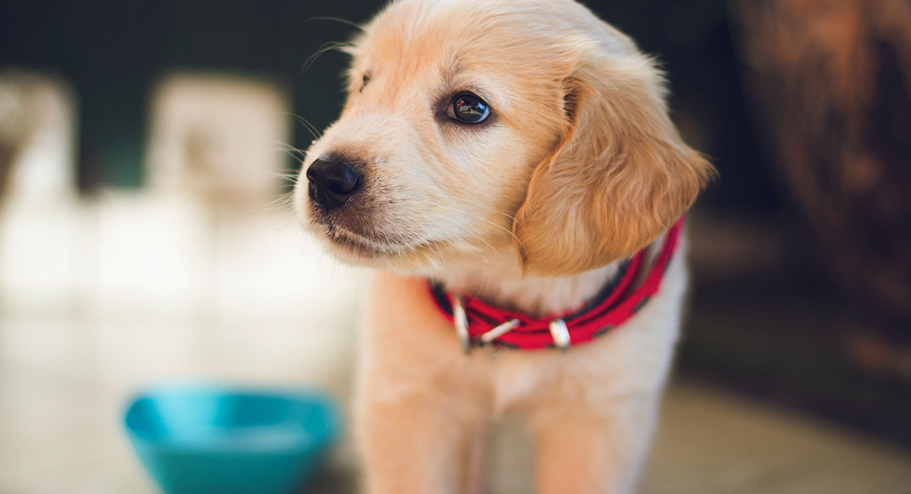 How to Feed Your Puppy