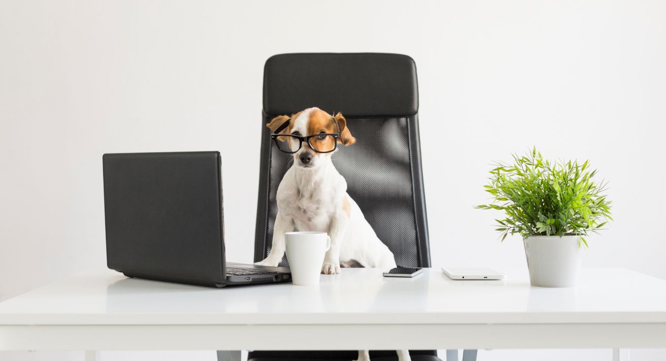 How Smart Is Your Dog?