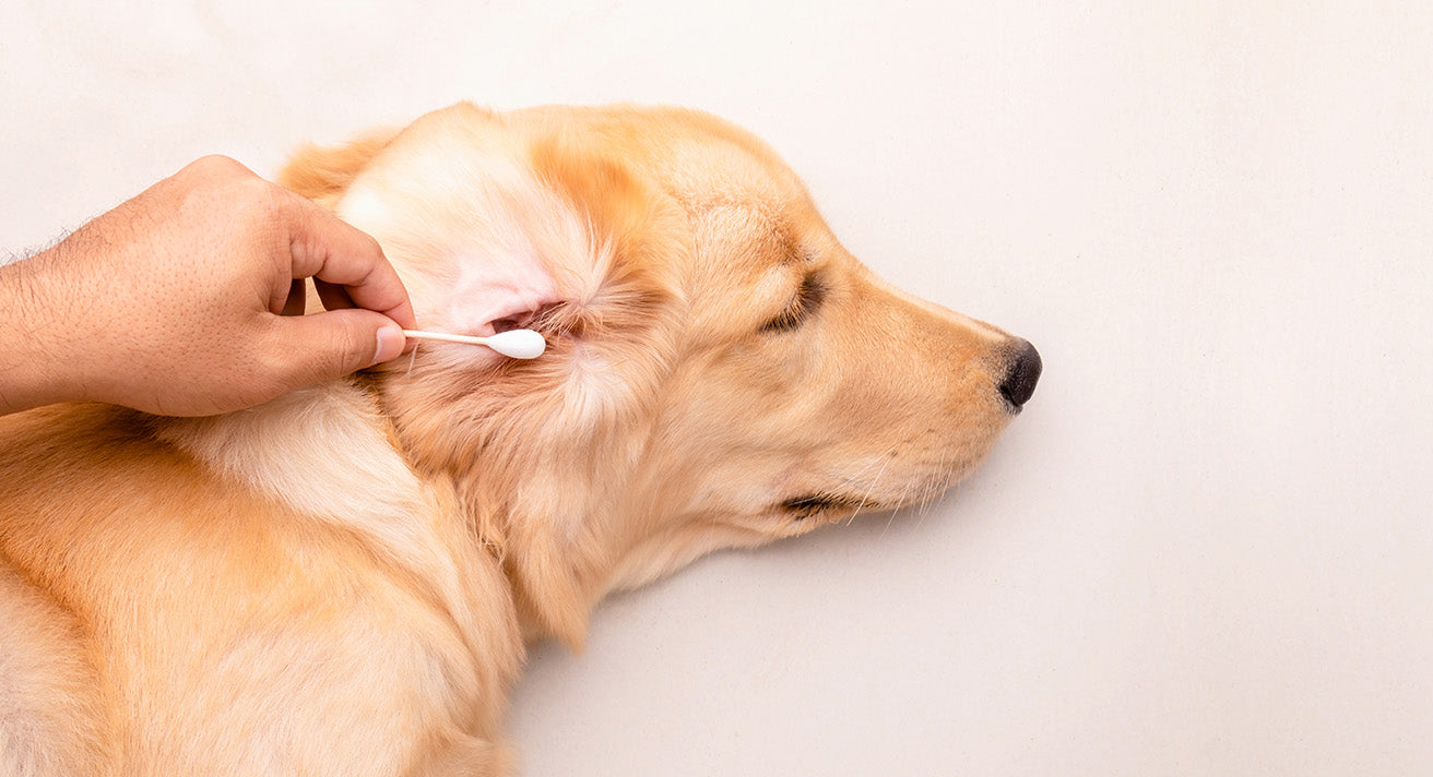 How to Clean Your Dog's Ears at Home