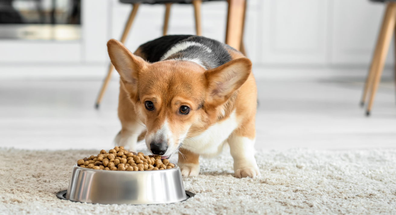 Best way to feed dogs clearance