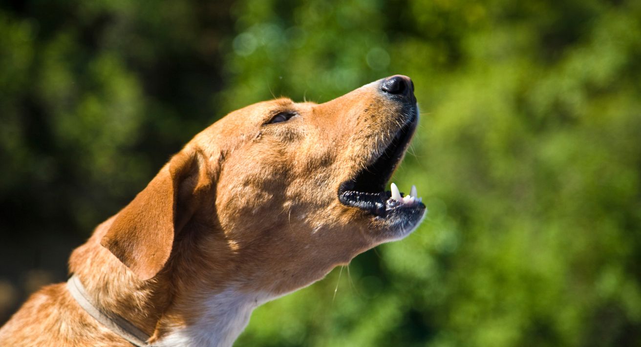 How to Stop Your Dog Barking