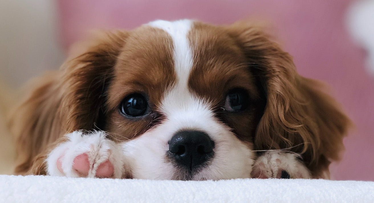 Small dogs for sale around me sales