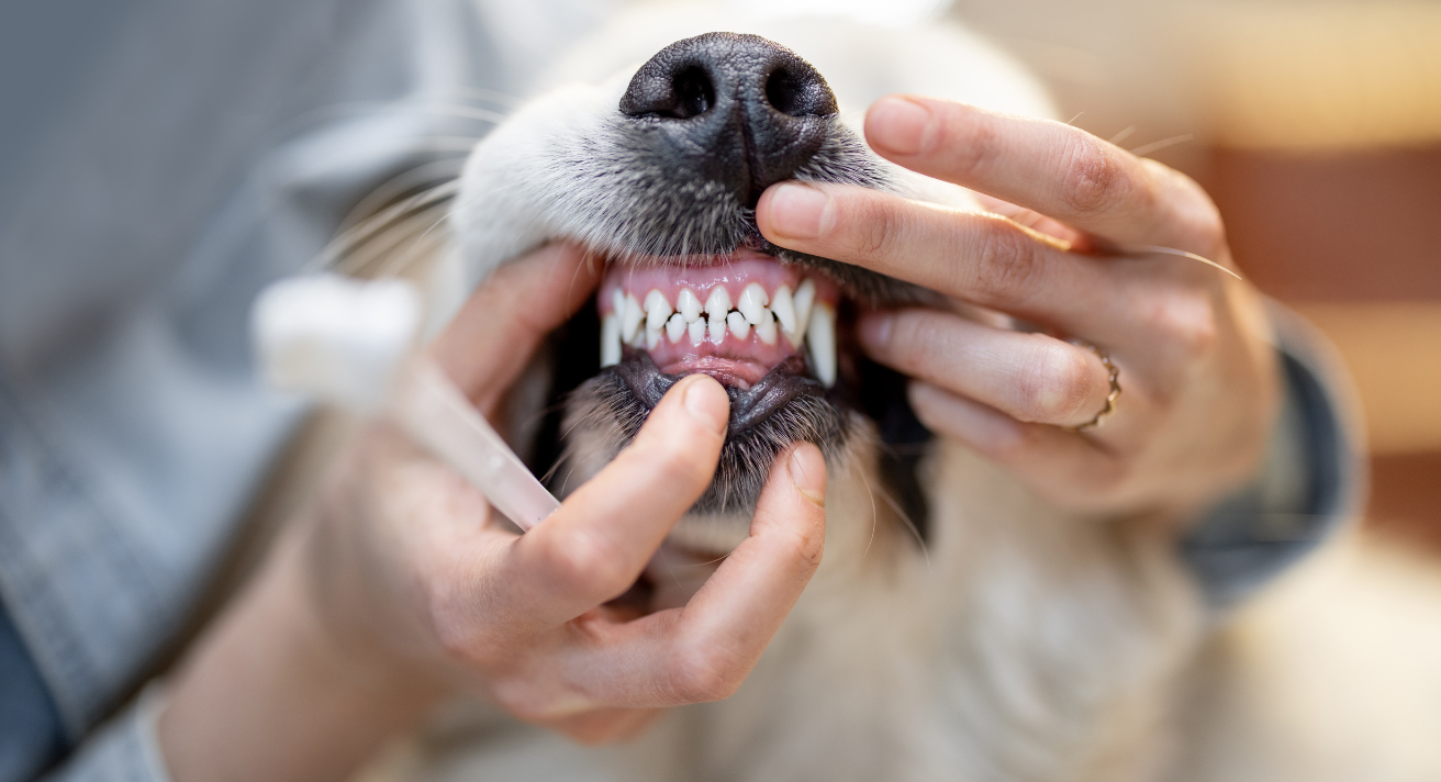 How to Tell if Your Dog Needs a Dental Checkup