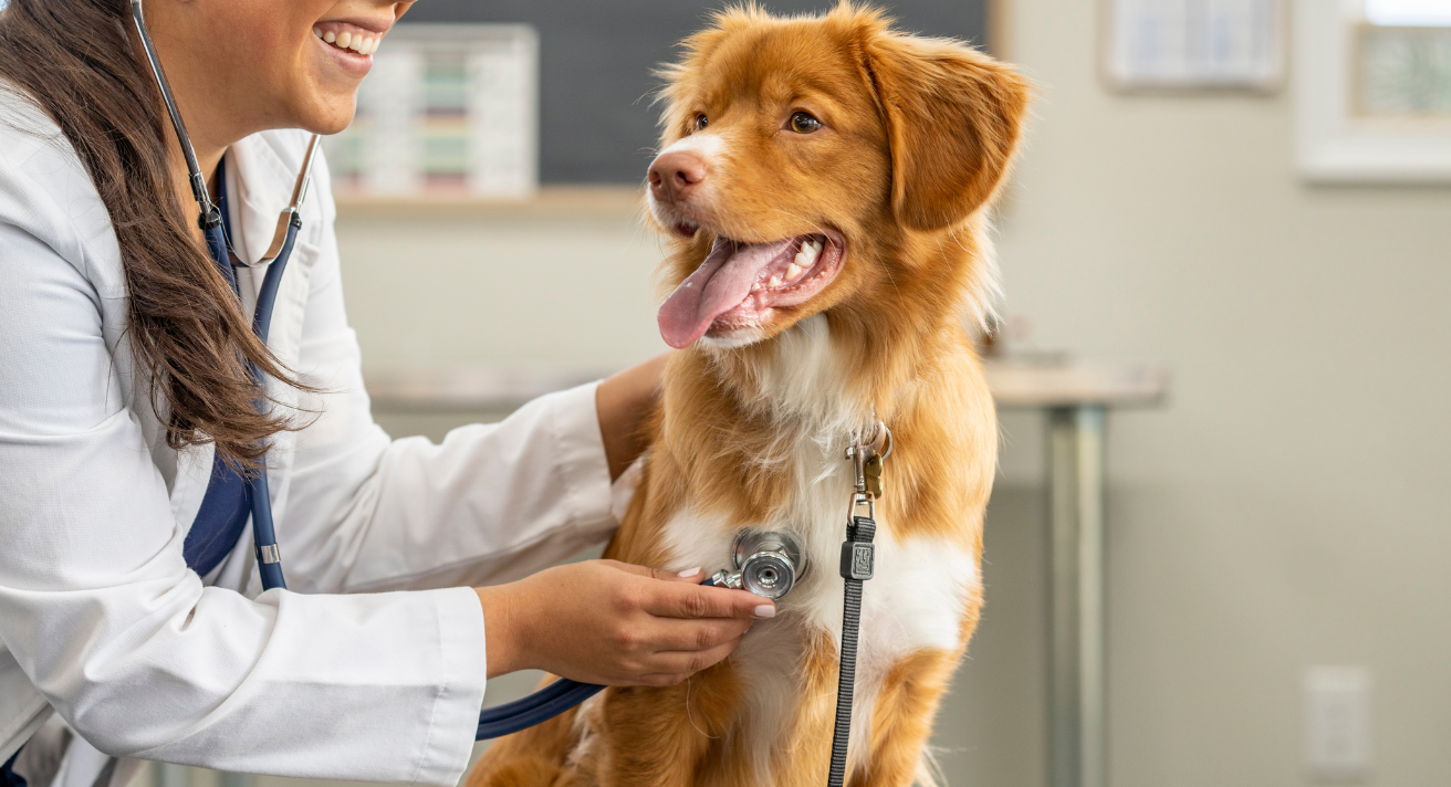 Keep Your Dog’s Heart Healthy