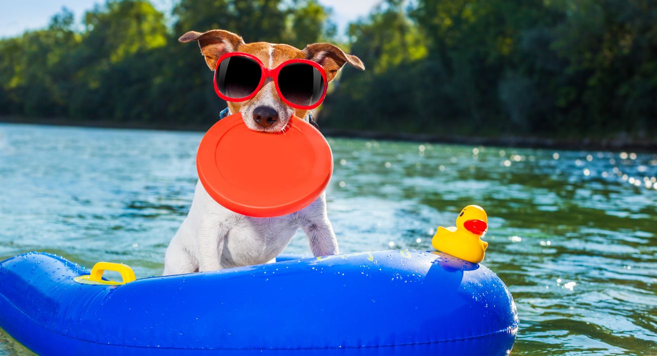Top Products to Keep Your Dog Cool in Summer