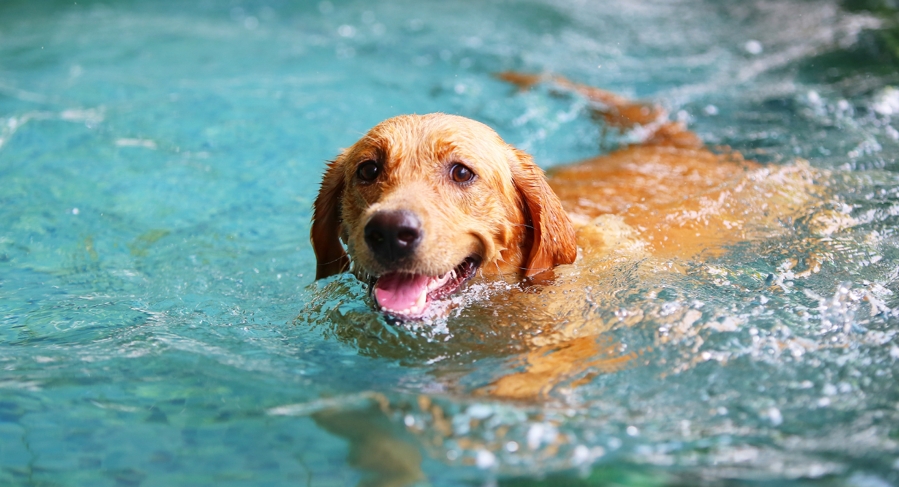 Keeping Your Dog Safe Around Water this Summer