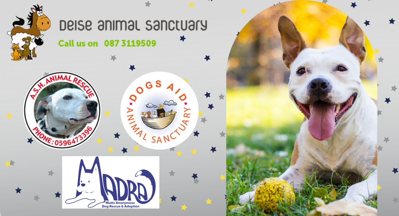 Deise animal 2024 sanctuary dogs