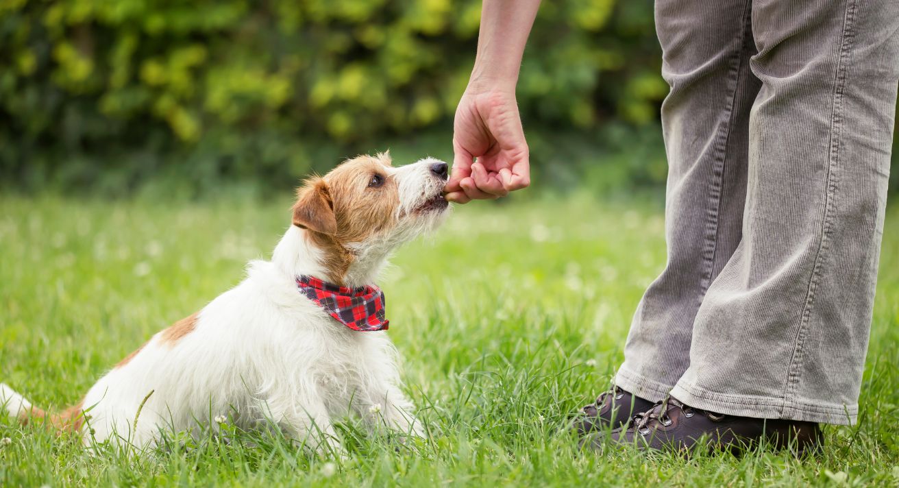 New Year, New Dog Training Tactics