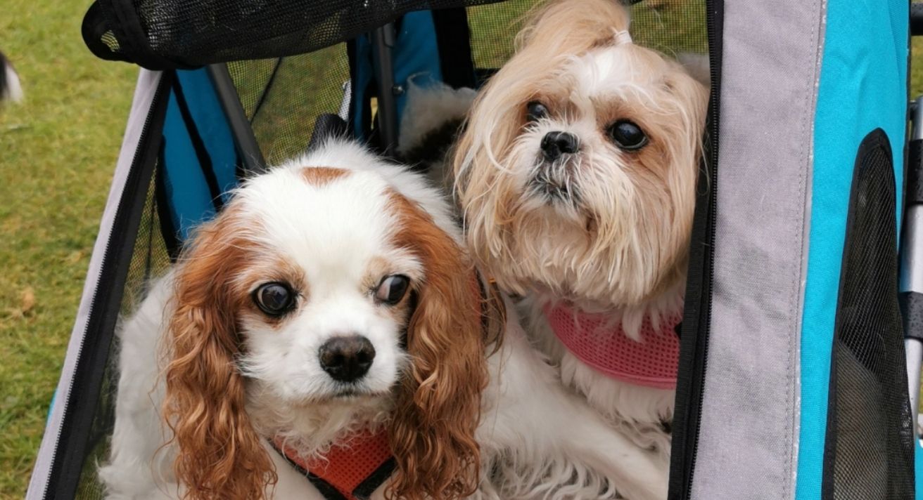 Our Weekend at Pups in the Park!