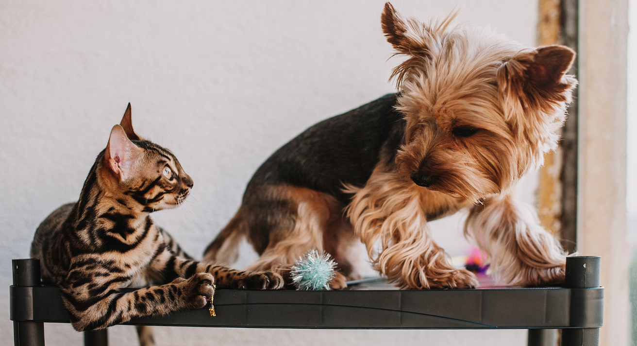 Connollys red mills blog on Preparing Your Pet’s Joints for Winter: Nutrition Tips for Dogs & Cats. image of a dog and a cat