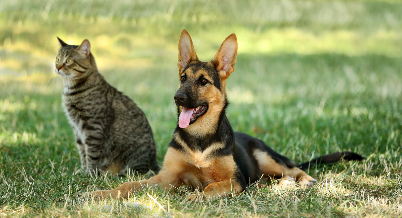 Protecting your cats and dogs from ticks.  With ticks being most active from late April to autumn, it's crucial to protect your pets when they enjoy time outdoors.