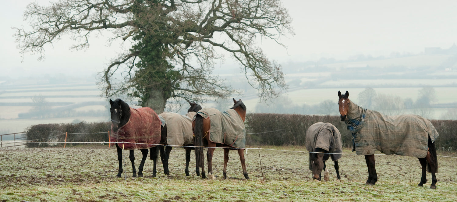 Dull Coat? Bring Back Your Horse’s Shine