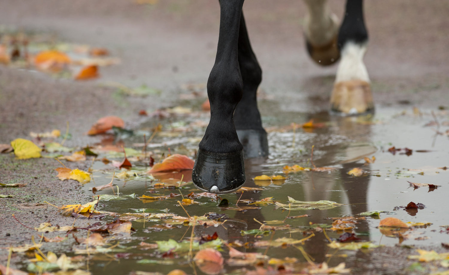 Hoof Health – Feeding for Horse Hoof care and Hygiene