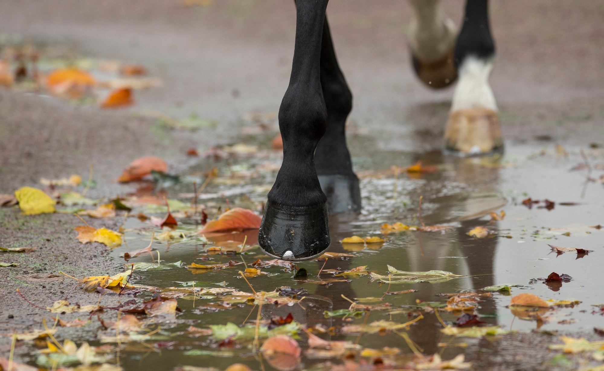 Hoof Health – Feeding for Horse Hoof care and Hygiene