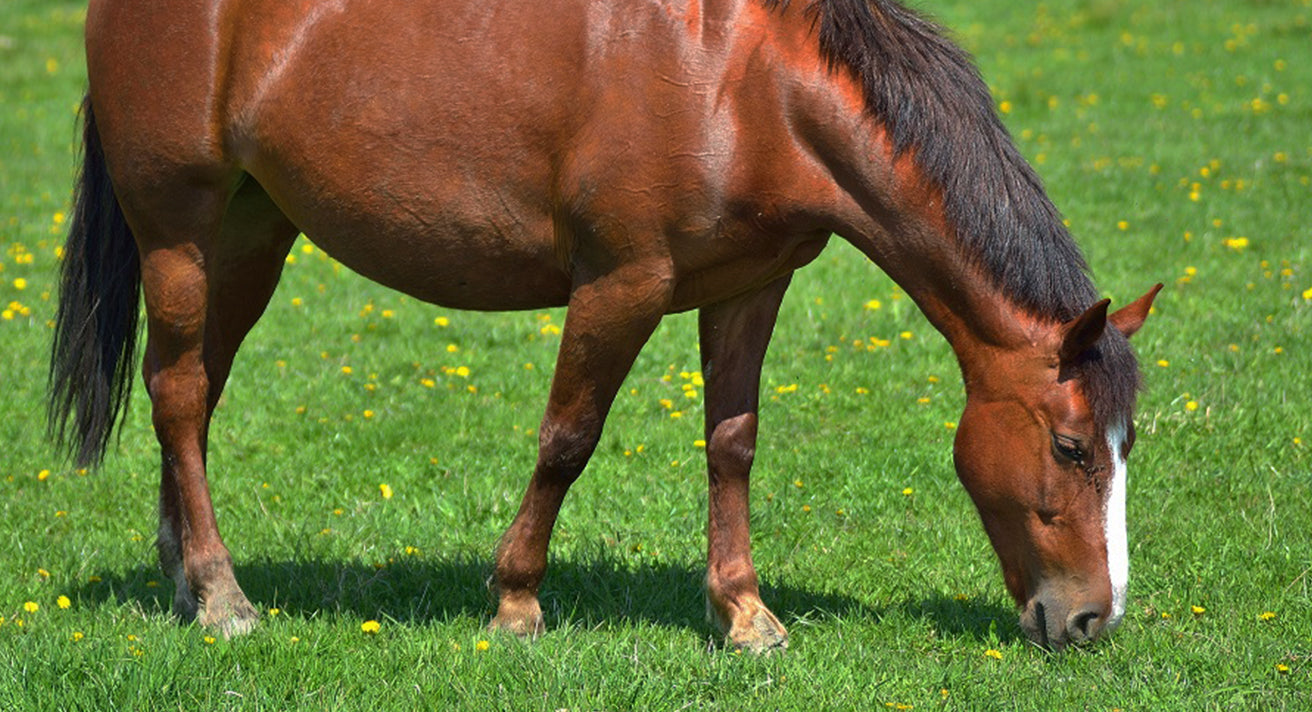 What is laminitis in horses?