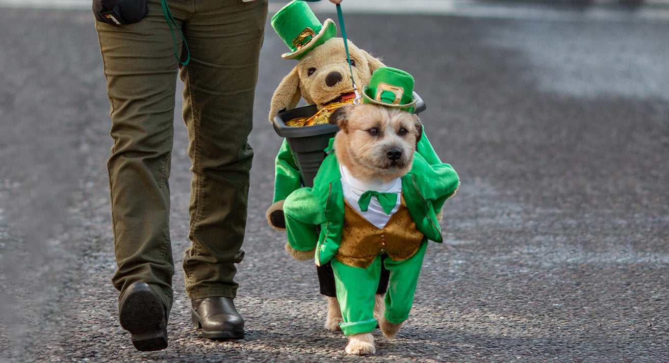 St. Pawtrick's Virtual Dog Show 2021 raises €1,000 to PAWS Animal Rescue