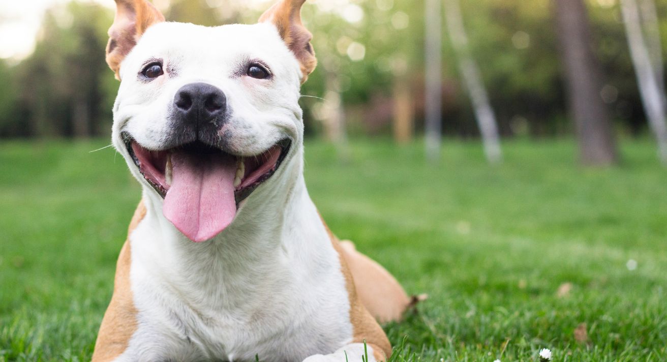 Surviving Canine Adolescence