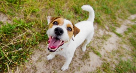 Why Does My Dog Bark?