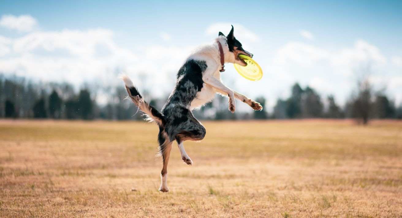 Your Dog’s Joint Health at Every Age