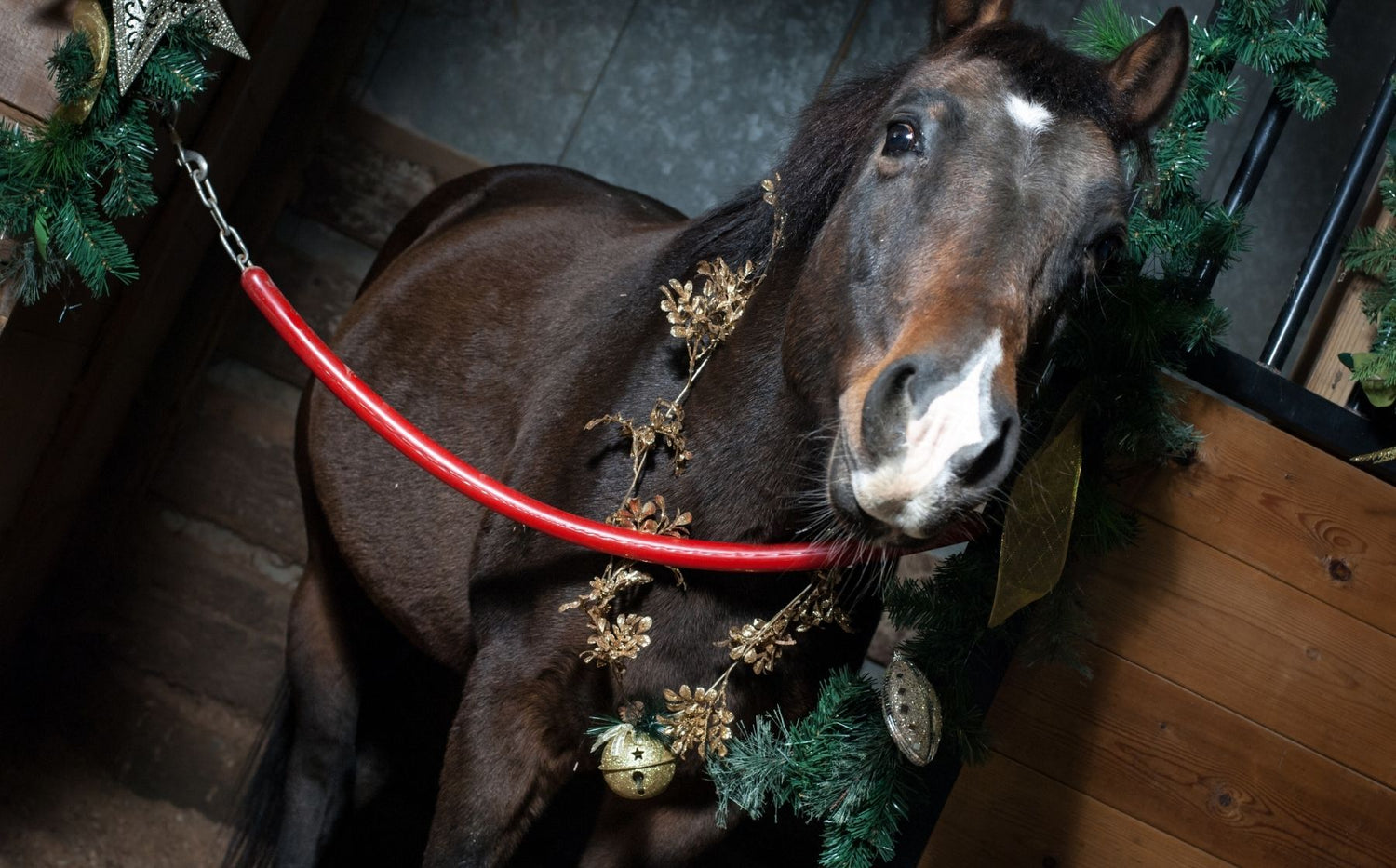 Christmas Gifts for Your Horse