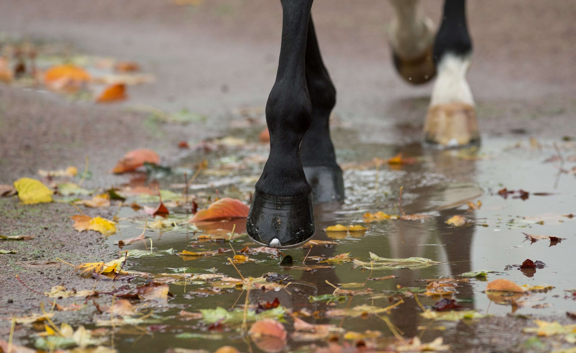Nutrition for Horse Hoof Health
