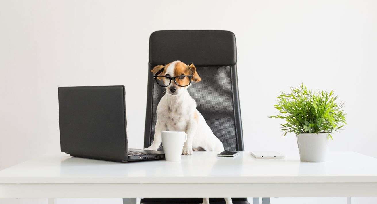 How Smart Is Your Dog?