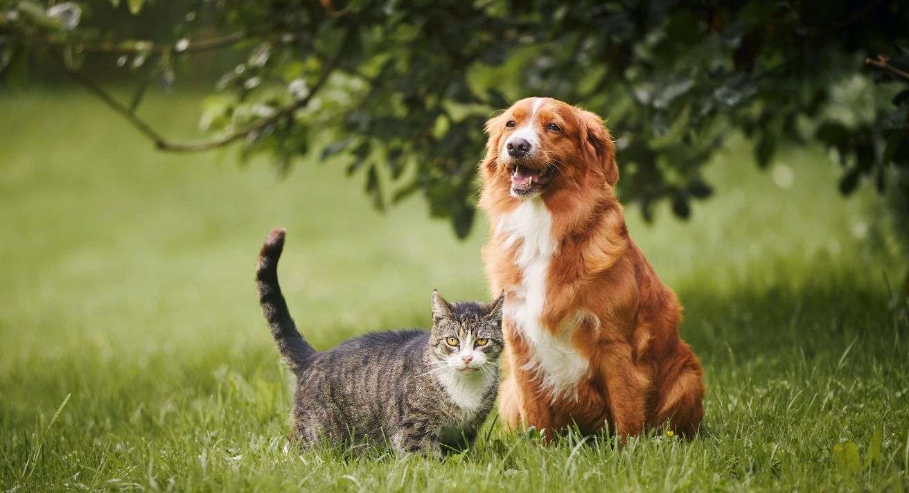 How to Keep Your Pets Cool in Hot Weather