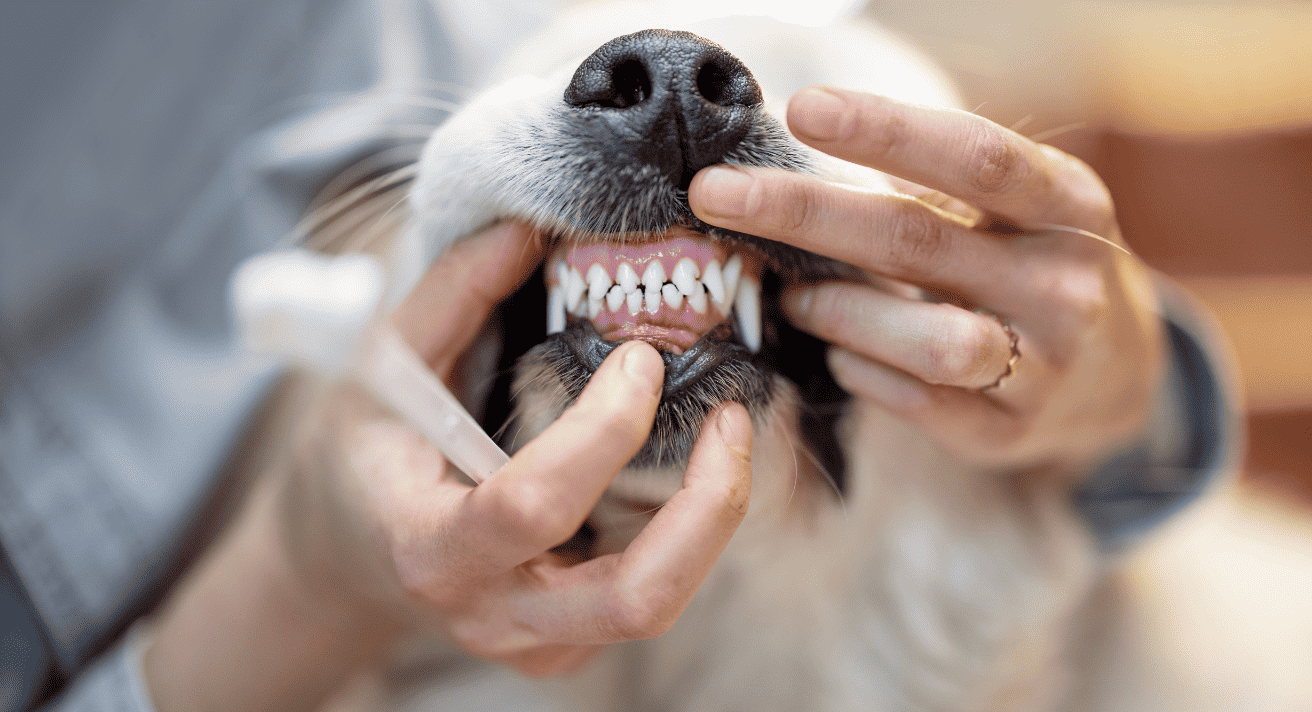 How to Tell if Your Dog Needs a Dental Checkup