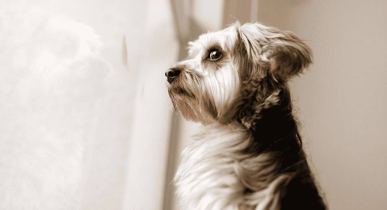 Dog Separation Anxiety: Effective Training Techniques & Nutrition Tips to Calm Your Pet