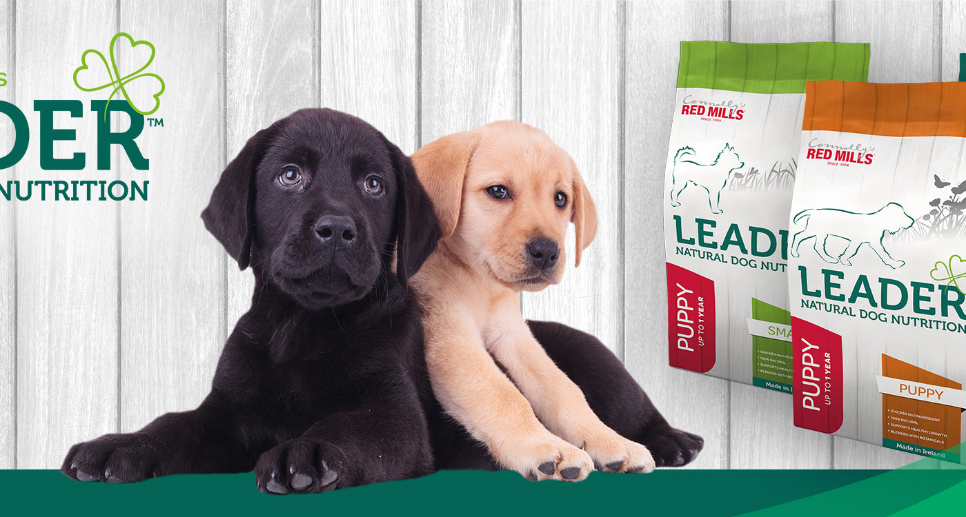 Leader & An Post Insurance