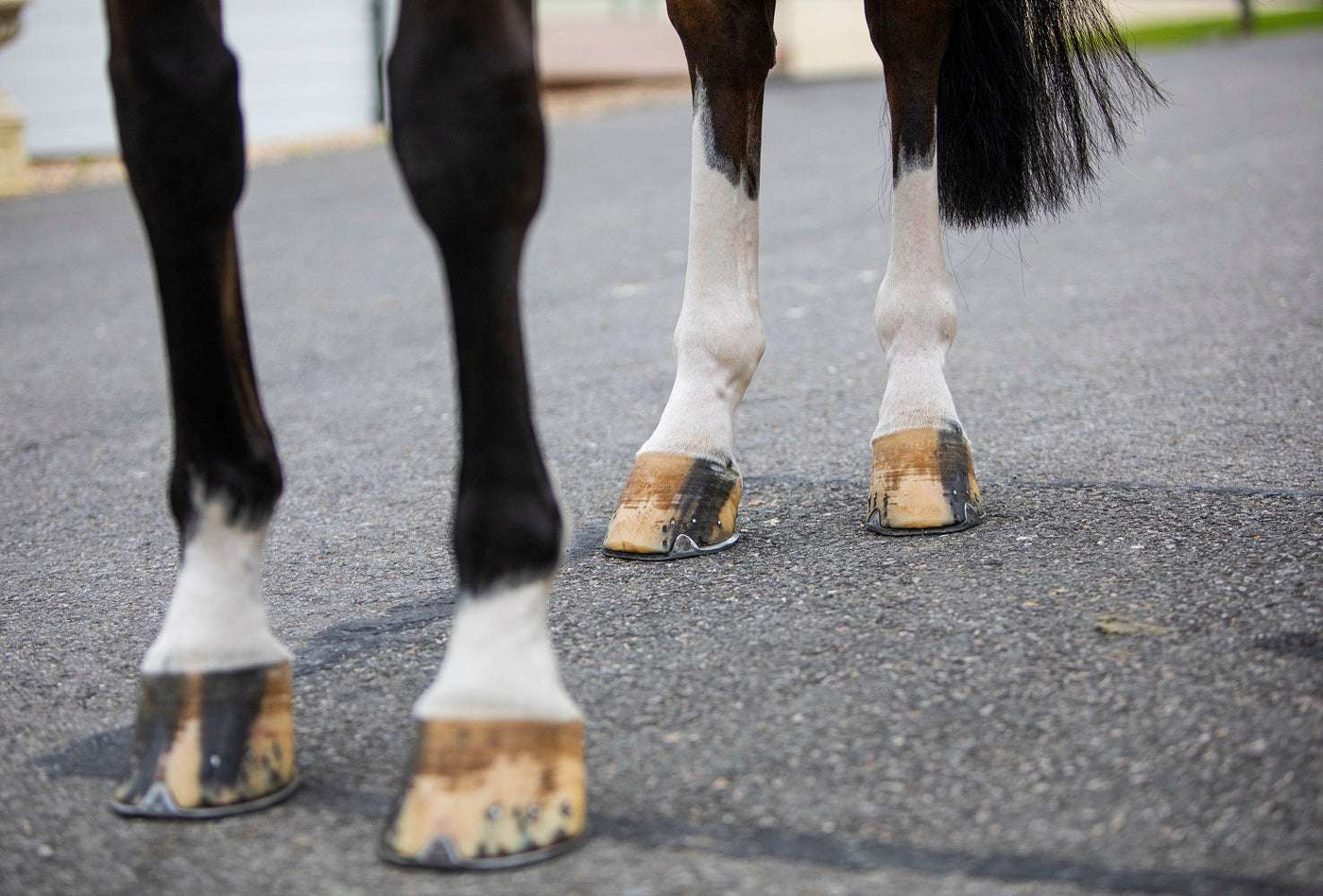Hoof Health – Feeding for Horse Hoof care and Hygiene