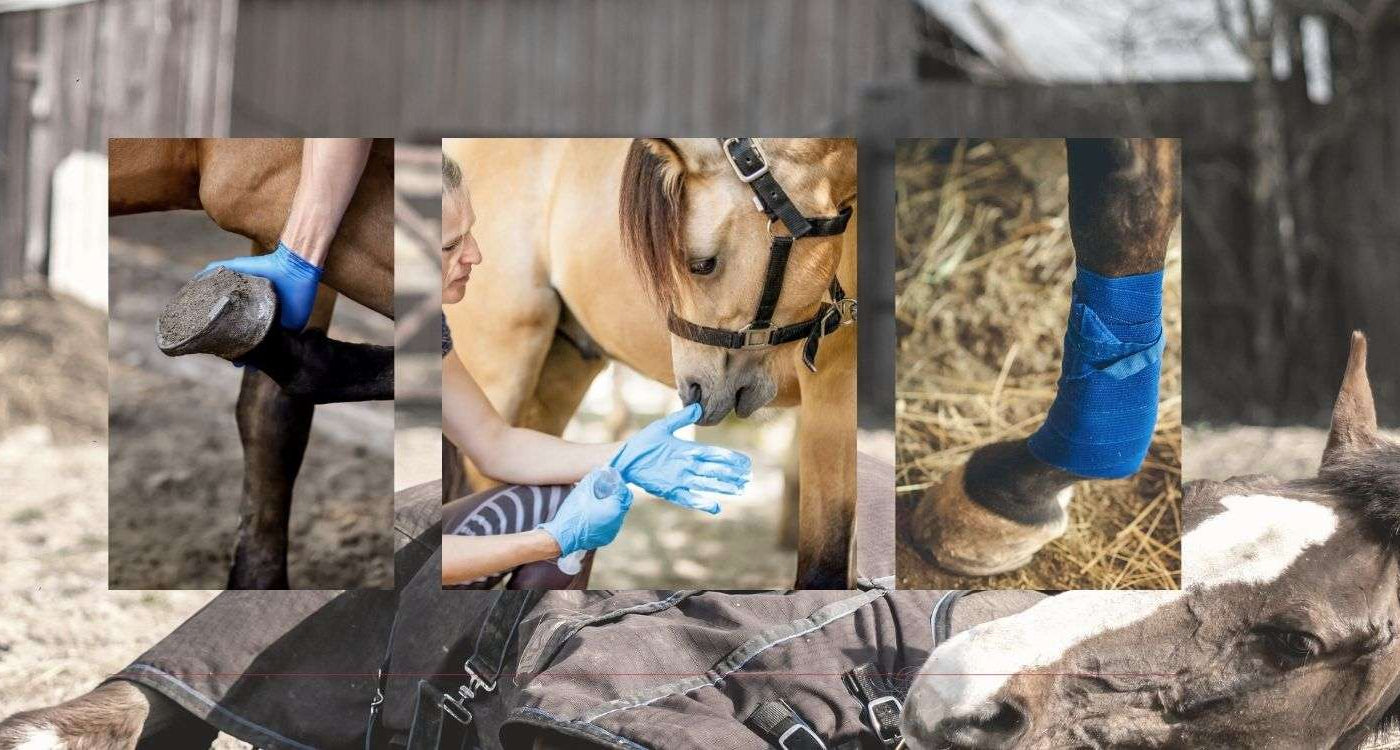 Horse First Aid