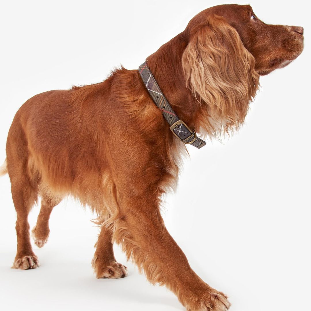 Barbour Dog Collar in Classic Tartan