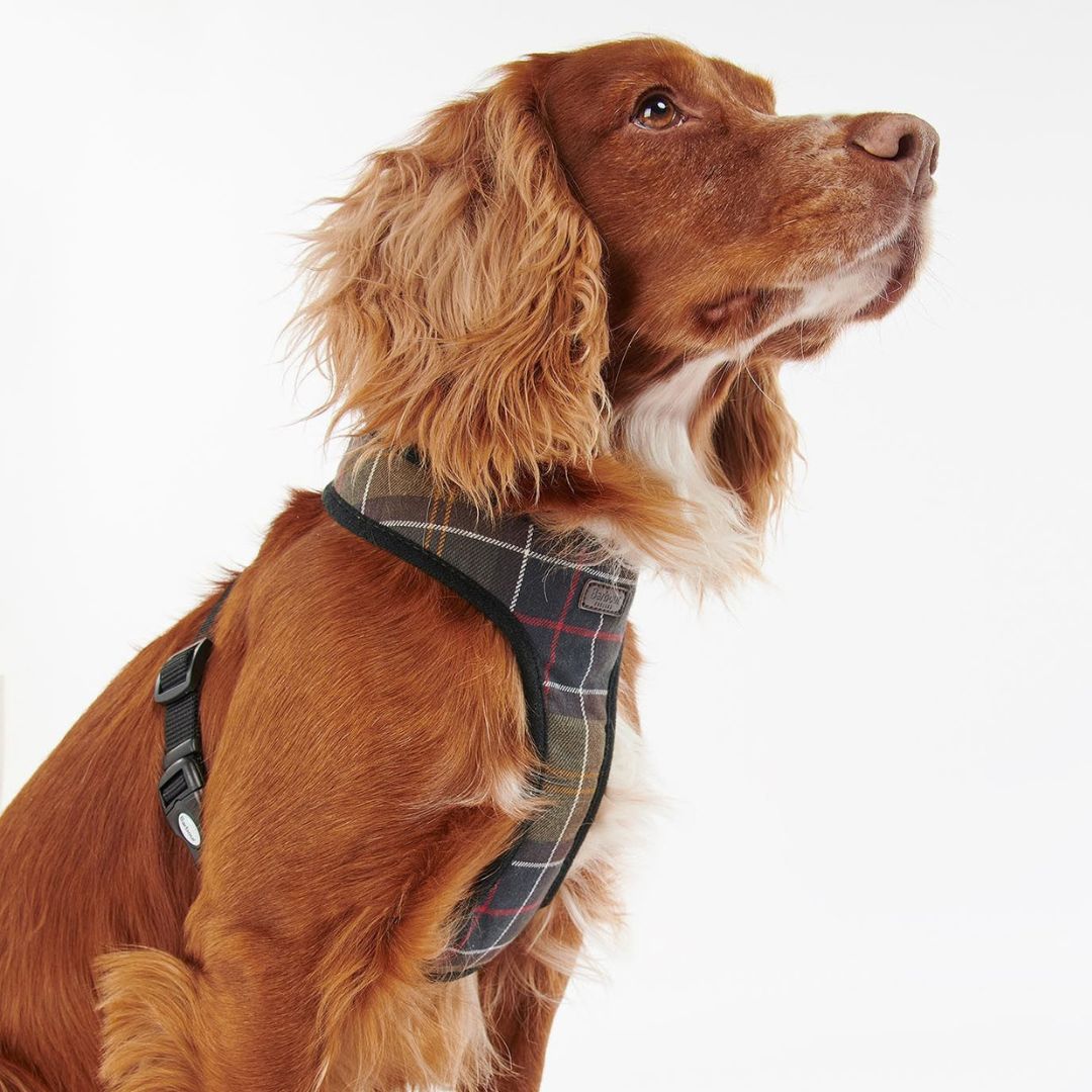 Barbour collar cheap and lead