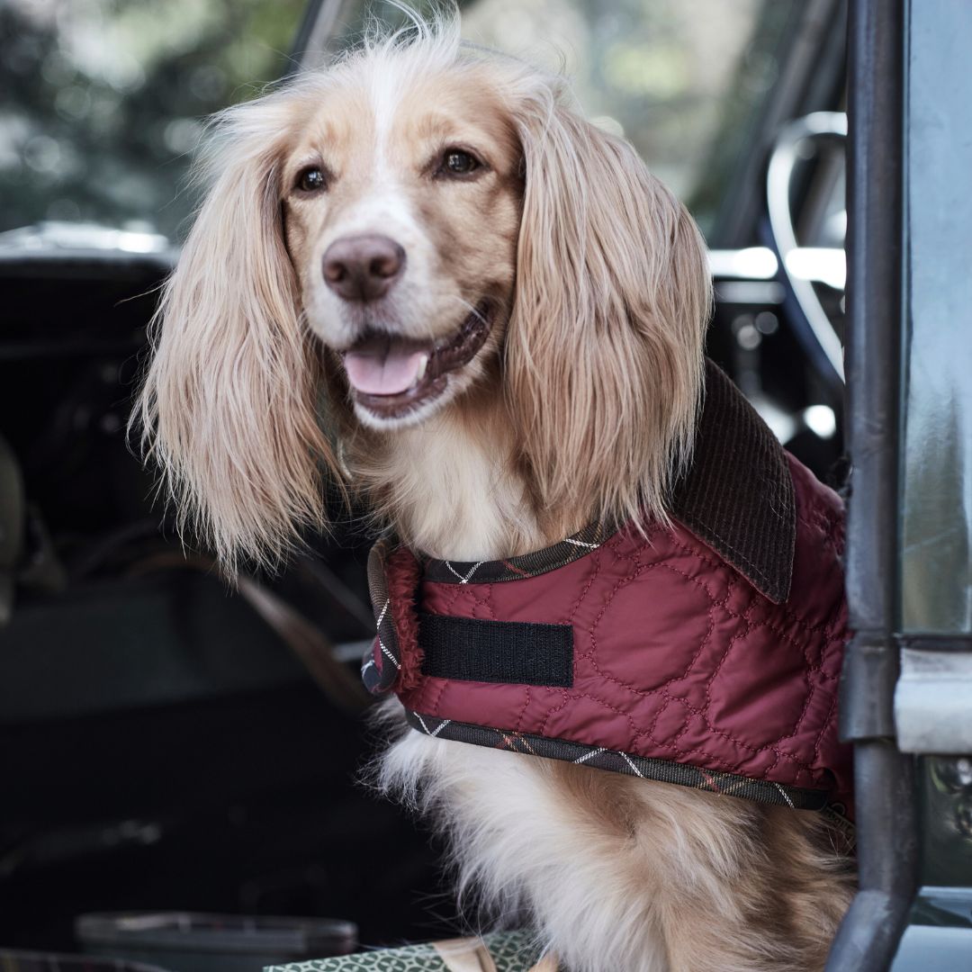 Barbour Dog Bone Quilted Dog Coat in Cranberry