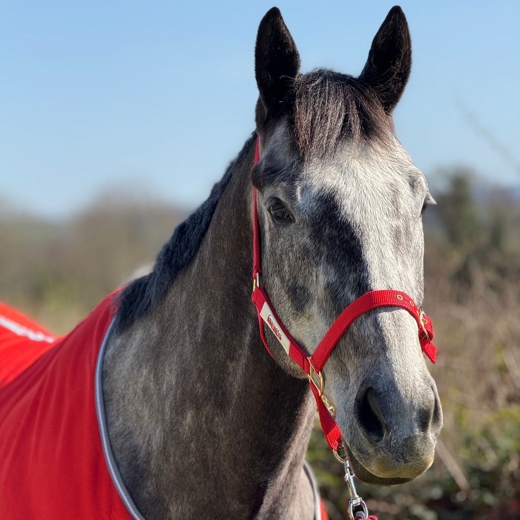 Red Mills Horse Headcollar in Red