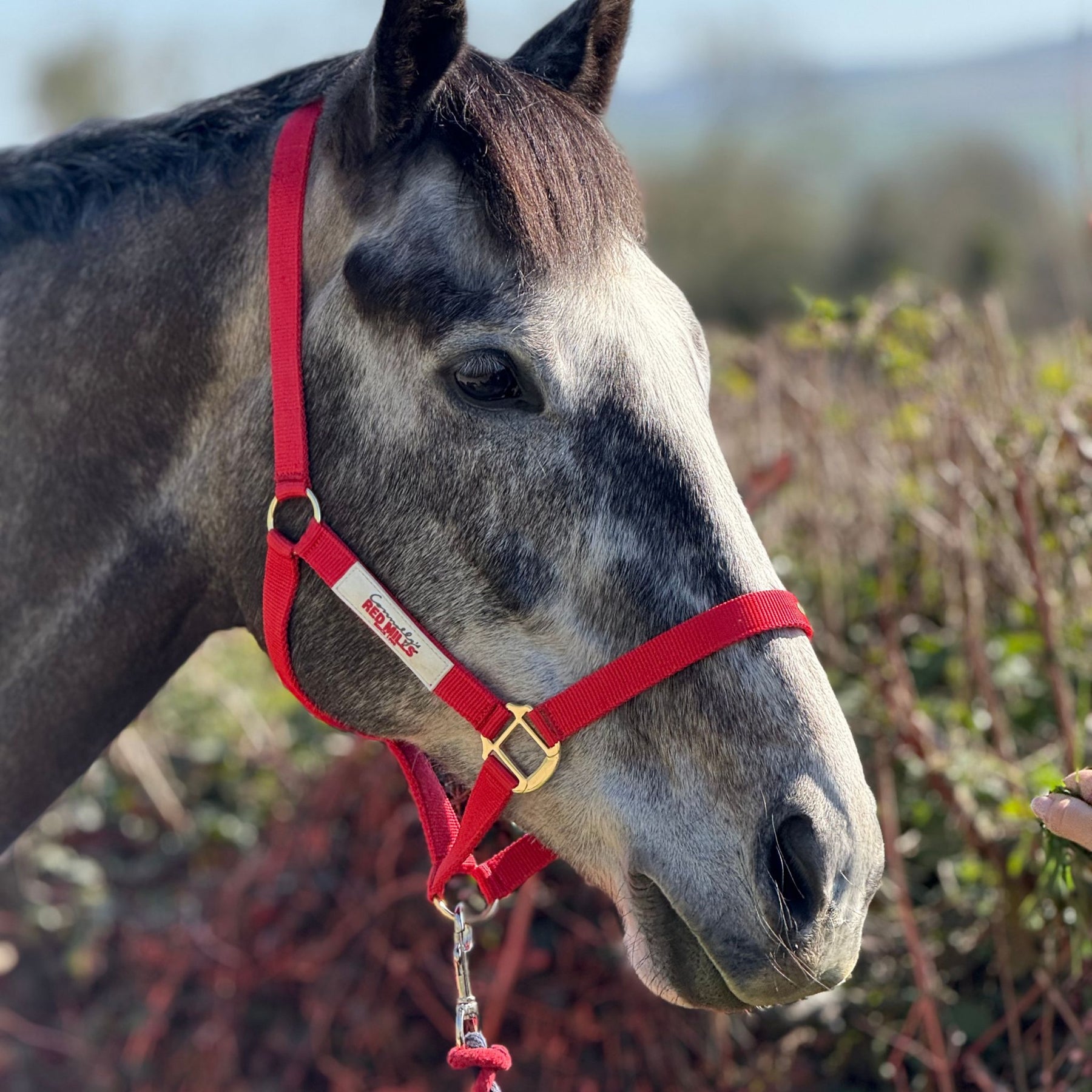Red Mills Horse Headcollar in Red