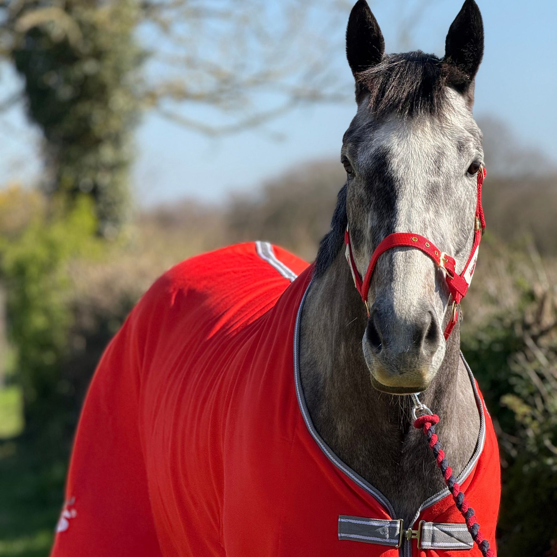 Red Mills Horse Headcollar in Red